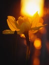 Yellow daffodil in sunlight