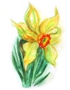 Yellow daffodil, watercolor drawing, Wells national flower, illustration on white background Royalty Free Stock Photo