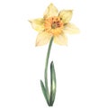 Yellow daffodil, watercolor illustration on a white background. Spring Flower. Royalty Free Stock Photo