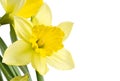 Yellow Daffodils Royalty Free Stock Photo