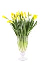 Yellow daffodils Royalty Free Stock Photo