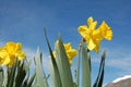 Yellow daffodils