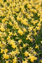 Yellow Daffodils Royalty Free Stock Photo