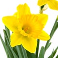 Yellow daffodils Royalty Free Stock Photo