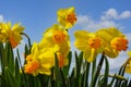 Yellow daffodils against blue sky Royalty Free Stock Photo