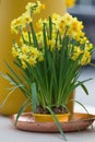 Yellow daffodils also known as jonquils and narcissus in a flo