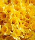 Yellow daffodils background