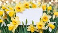 Yellow daffodils background with copy space. Spring floral beautiful easter card. Fresh flowers. Royalty Free Stock Photo