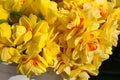 Yellow daffodils background Royalty Free Stock Photo