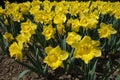 Yellow daffodils