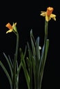 Yellow daffodils on a black background Royalty Free Stock Photo