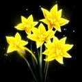 Yellow daffodils on black background. Vector illustration for your design AI Generated Royalty Free Stock Photo