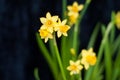 Yellow daffodils on black background Royalty Free Stock Photo