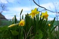 yellow daffodils bloom in the garden on a spring day Royalty Free Stock Photo