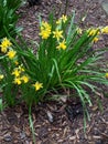 Yellow Daffodils in bloom in the garden