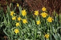 Yellow daffodils in bloom on sunny spring day Royalty Free Stock Photo