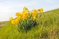 Yellow daffodils blooming in the wild Royalty Free Stock Photo