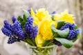 Yellow Daffodils. Blue Muscari. Bouquet. Fragrant spring. Sweet aroma of bright colors. Bouquet for your favorite girl. Flowers Royalty Free Stock Photo