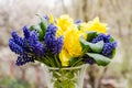 Yellow Daffodils. Blue Muscari. Bouquet. Fragrant spring. Sweet aroma of bright colors. Bouquet for your favorite girl. Flowers Royalty Free Stock Photo