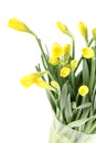 Yellow daffodils bouquet Royalty Free Stock Photo