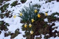 Yellow daffodils bowed under the weight of the snow