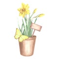 Yellow daffodils in clay flower pot with sign and butterfly. Isolated hand drawn watercolor illustration spring Royalty Free Stock Photo