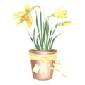 Yellow daffodils in clay flower pot tied with ribbon and tag. Isolated hand drawn watercolor illustration spring