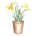 Yellow daffodils in clay flower pot tied with ribbon and tag. Isolated hand drawn watercolor illustration spring