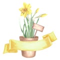 Yellow daffodils in clay flower pot tied with ribbons banner. Isolated hand drawn watercolor illustration spring