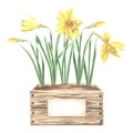 Yellow daffodils in crate with soil and sign. Landscaping plants, spring narcissus. Hand drawn watercolor illustration