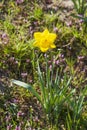 Yellow daffodils, daffodil blossom (Narcissus Pseudonarcissus Royalty Free Stock Photo
