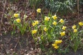 Yellow daffodils, daffodil blossom (Narcissus Pseudonarcissus Royalty Free Stock Photo