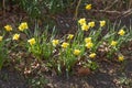 Yellow daffodils, daffodil blossom (Narcissus Pseudonarcissus Royalty Free Stock Photo
