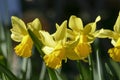 Yellow daffodils, daffodil blossom (Narcissus Pseudonarcissus Royalty Free Stock Photo