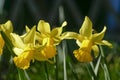 Yellow daffodils, daffodil blossom (Narcissus Pseudonarcissus Royalty Free Stock Photo