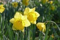 Yellow daffodils, daffodil blossom (Narcissus Pseudonarcissus Royalty Free Stock Photo