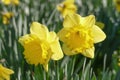 Yellow daffodils, daffodil blossom (Narcissus Pseudonarcissus Royalty Free Stock Photo
