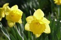Yellow daffodils, daffodil blossom (Narcissus Pseudonarcissus Royalty Free Stock Photo