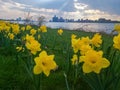 Yellow Daffodils in Detroit taken from Belle Isle sunset pointe on a cloudy day just before sunset Royalty Free Stock Photo