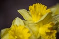 Yellow daffodils with dew drops in darkness and light filtered. Isolated blooming narcissus filter. Bright spring flowers. Royalty Free Stock Photo