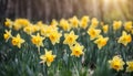 Yellow daffodils flower bed.nature background Royalty Free Stock Photo