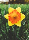 Yellow daffodils flower blooming in early spring Royalty Free Stock Photo