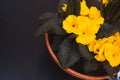 Yellow daffodils Flower in a ceramic pot vase on black table, top view displayed near a window. Royalty Free Stock Photo