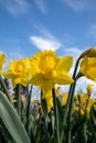 yellow daffodils flowers blooming in spring against blue sky Royalty Free Stock Photo