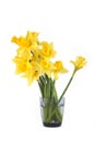 Yellow daffodils flowers in vase isolated on white background. Royalty Free Stock Photo