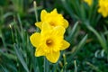 Yellow daffodils on the garden