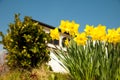 Yellow daffodils on garden in early spring Royalty Free Stock Photo