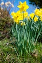 Yellow daffodils on garden in early spring Royalty Free Stock Photo