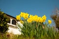 Yellow daffodils on garden in early spring Royalty Free Stock Photo