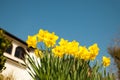 Yellow daffodils on garden in early spring Royalty Free Stock Photo